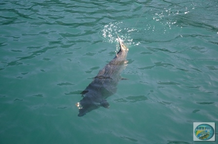 Fotos da pesca esportiva em Chaiten no Chile